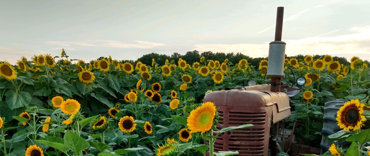U-Cut Sunflower Field at Godfrey's farm in Sudlersville, MD