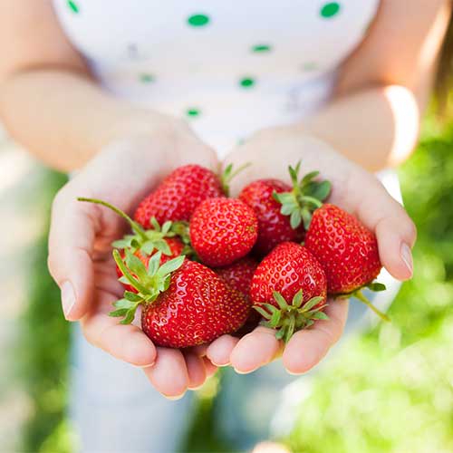 Godfrey's FarmLocally Grown Fresh Fruit, Vegetables, Flowers & Plants