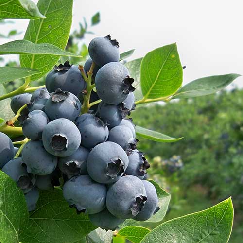 Wholesale Blueberries Grown Locally